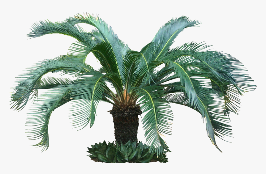 Fijikit Divider Smh - Cycas Palm Tree Png, Transparent Png, Free Download