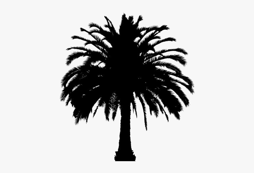 Tropical Palm Tree Png Full Hd With Transparent Bg - Oil Palm Tree Png, Png Download, Free Download