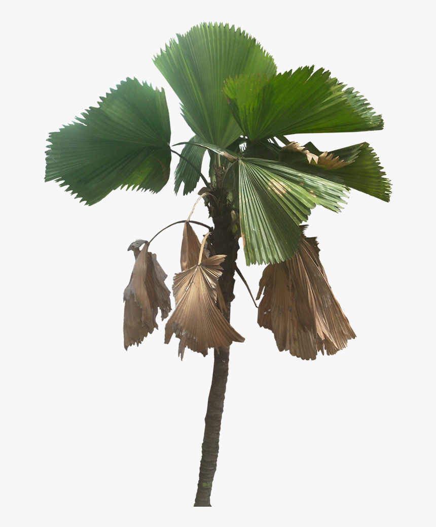 Transparent Elm Tree Png - Tropical Plants Cut Out, Png Download, Free Download