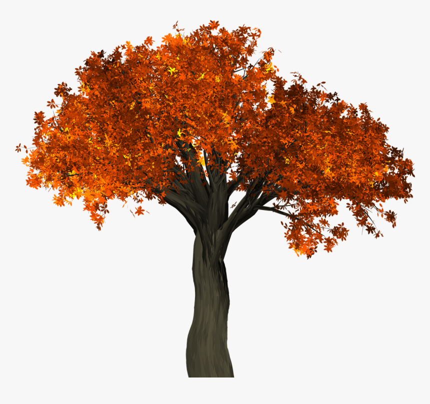 Autumn Tree Transparent Background - Fall Tree Transparent Background, HD Png Download, Free Download