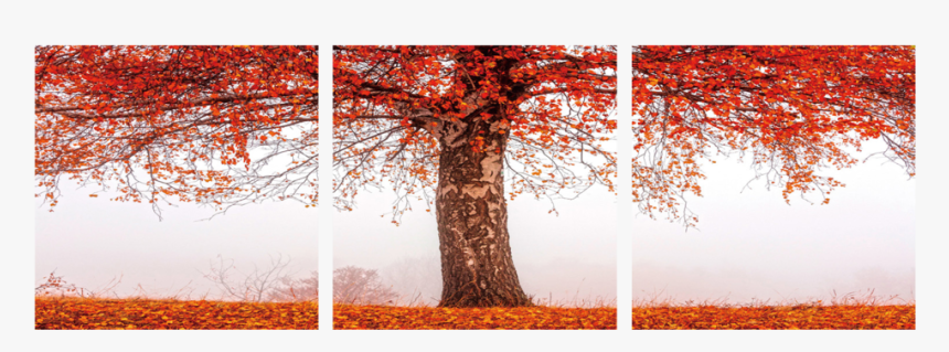 Autumn Tree - Autumn, HD Png Download, Free Download