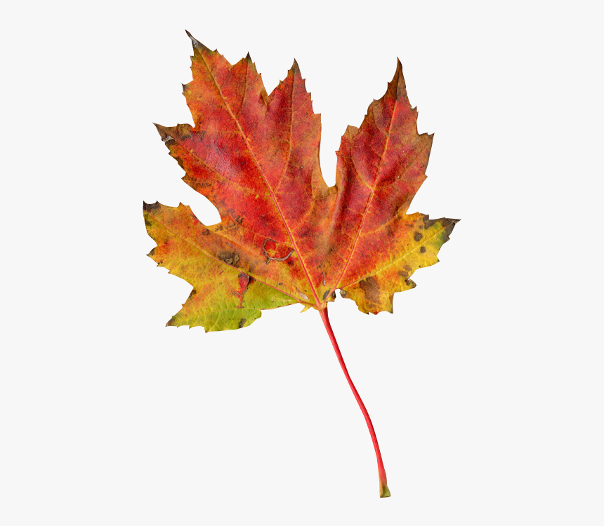 Tree Png Transparent Image - Transparent Autumn Leaf, Png Download, Free Download