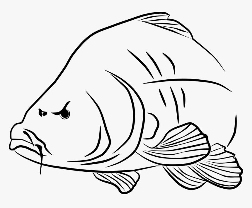 Carp Png Free - Carp Vector Free, Transparent Png, Free Download