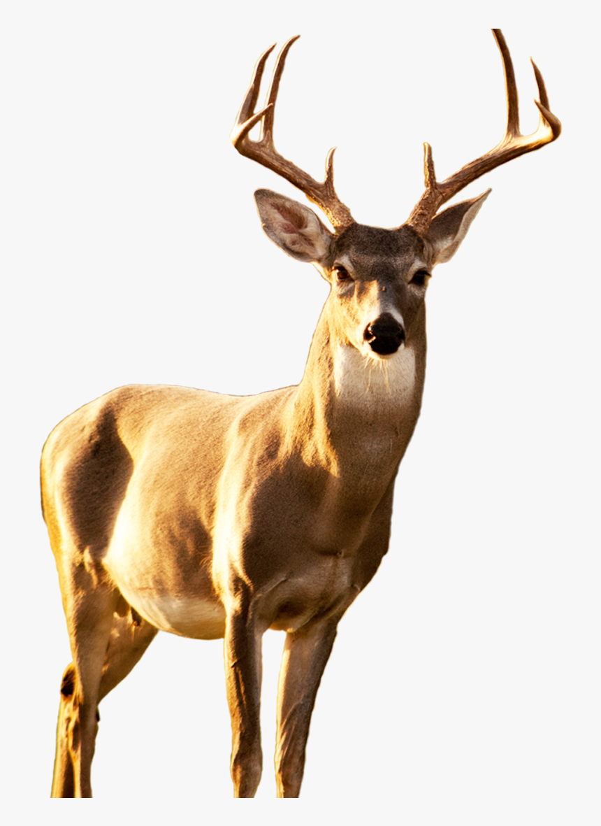 Elk, HD Png Download, Free Download