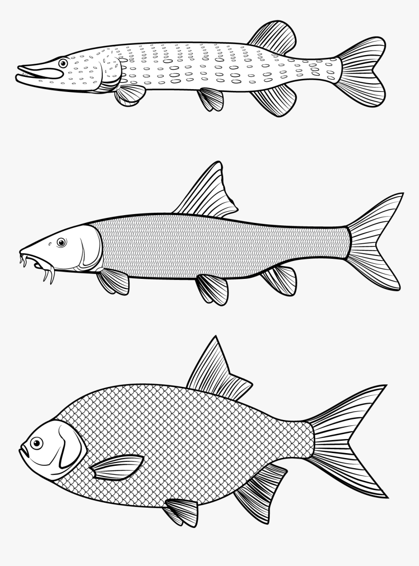 Vector Graphics, Line Art - Trout, HD Png Download, Free Download