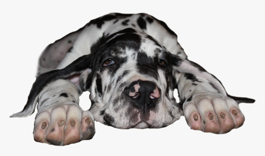 Transparent Great Dane Png - Dog Yawns, Png Download, Free Download