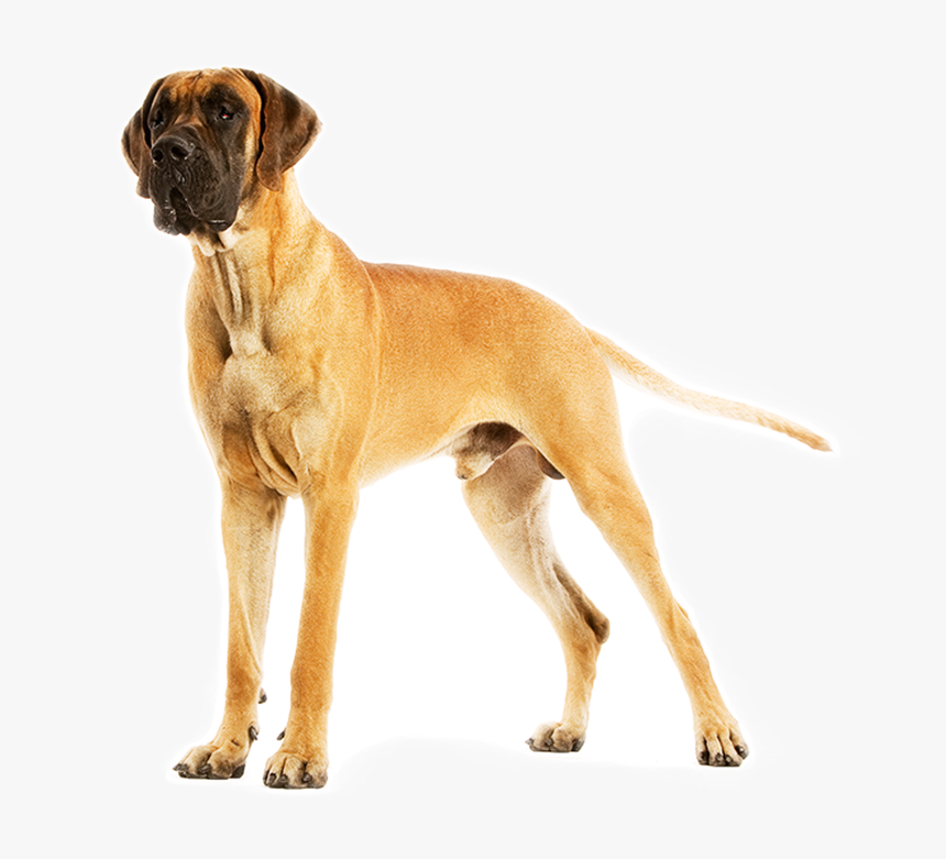 Great Dane Png, Transparent Png, Free Download