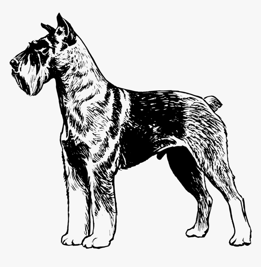 This Graphics Is Schnauzer About Animals, Creatures, - Great Dane Dog Vector Draw, HD Png Download, Free Download