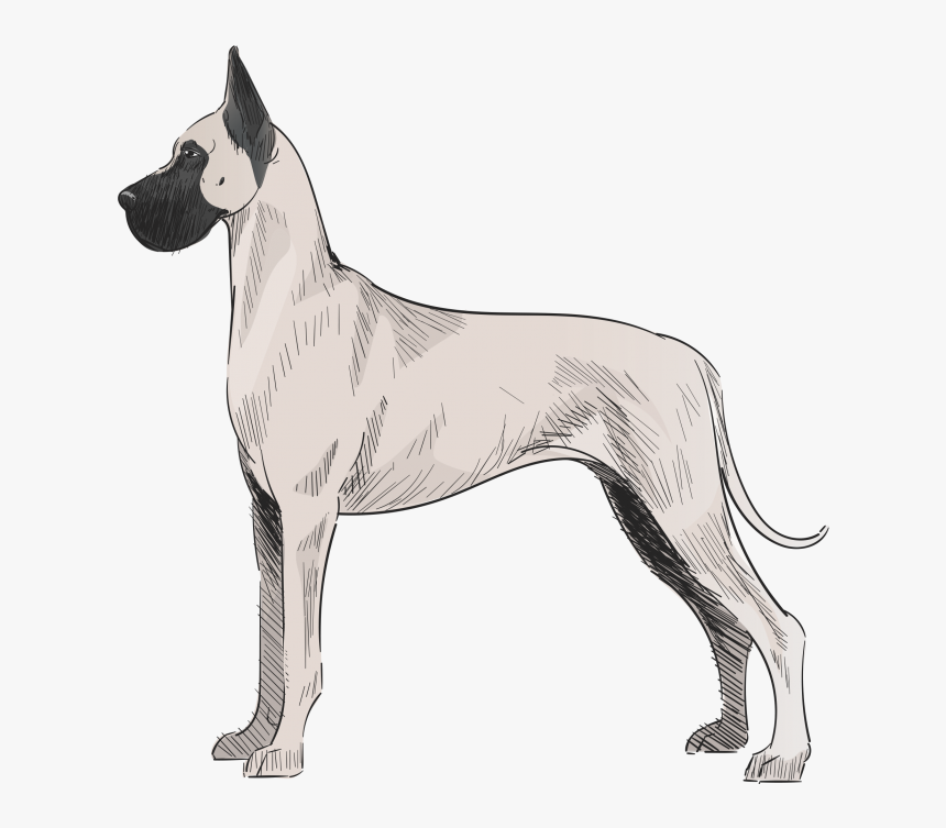 Great Dane, HD Png Download, Free Download