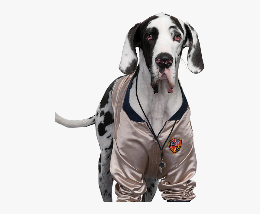 Great Dane, HD Png Download, Free Download