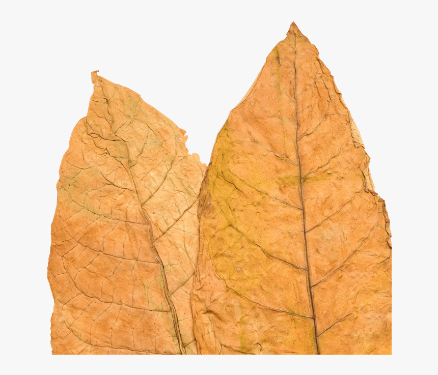 Transparent Tobacco Plant Png - Gambel Oak, Png Download, Free Download