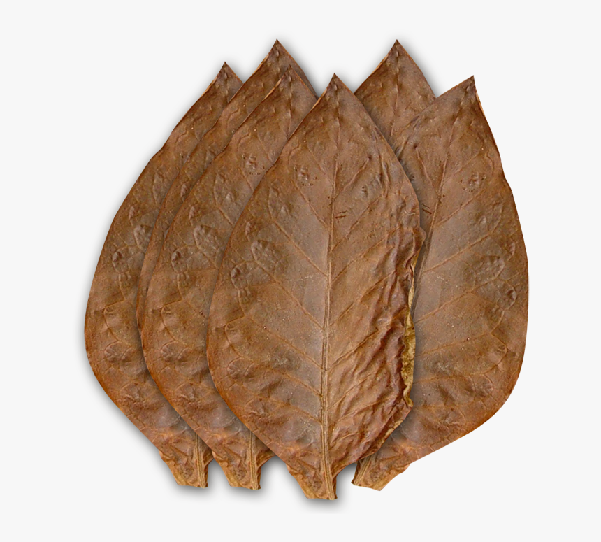 Табачный лист. Табак листья. Листок табака. Лист сигарного табака.