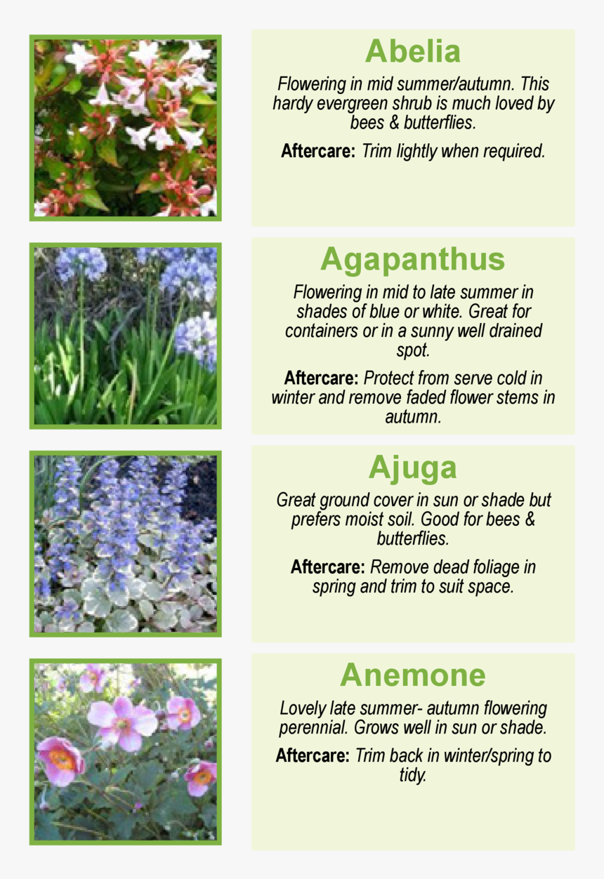 Garden Soil Border Png - Agapanthus Plants, Transparent Png, Free Download