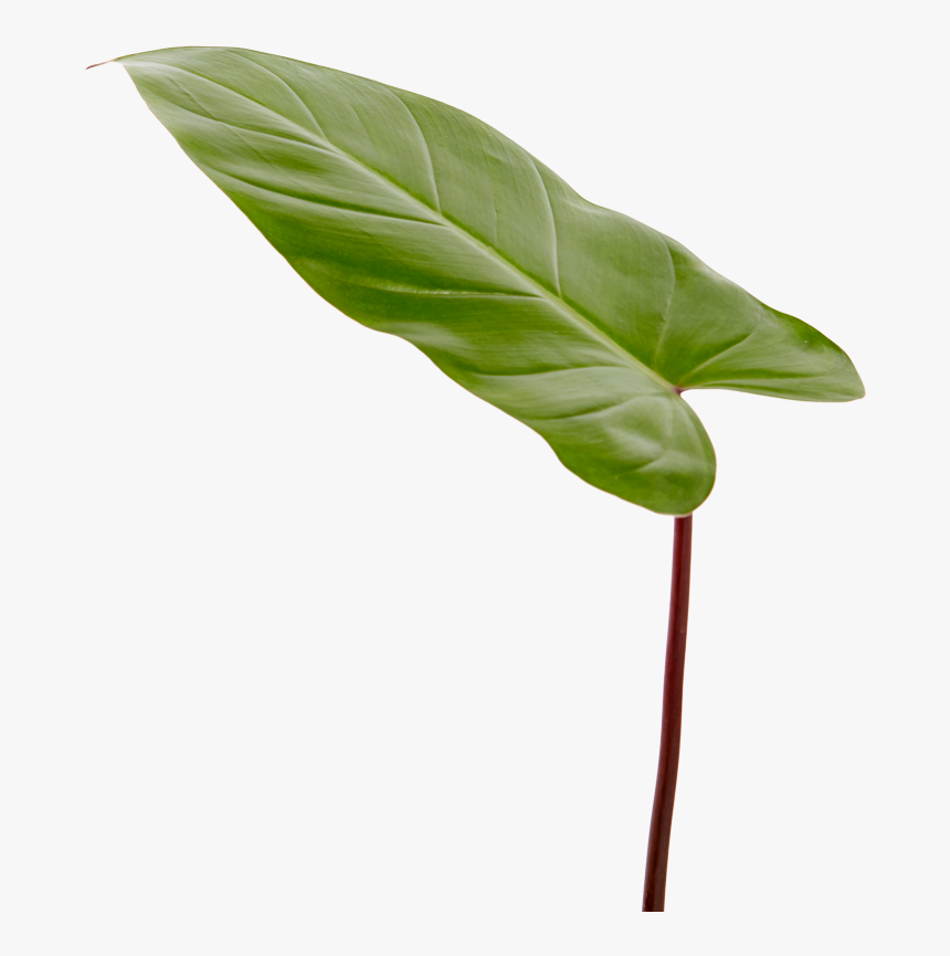 Transparent Philodendron Png - Philodendron Leaf Png, Png Download, Free Download
