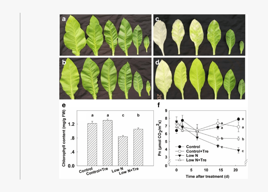 Nitrogen And Trehalose In Plants, HD Png Download, Free Download