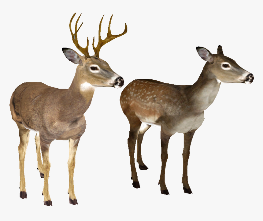 White-tailed Deer Clip Art - Whitetail Deer White Background, HD Png Download, Free Download