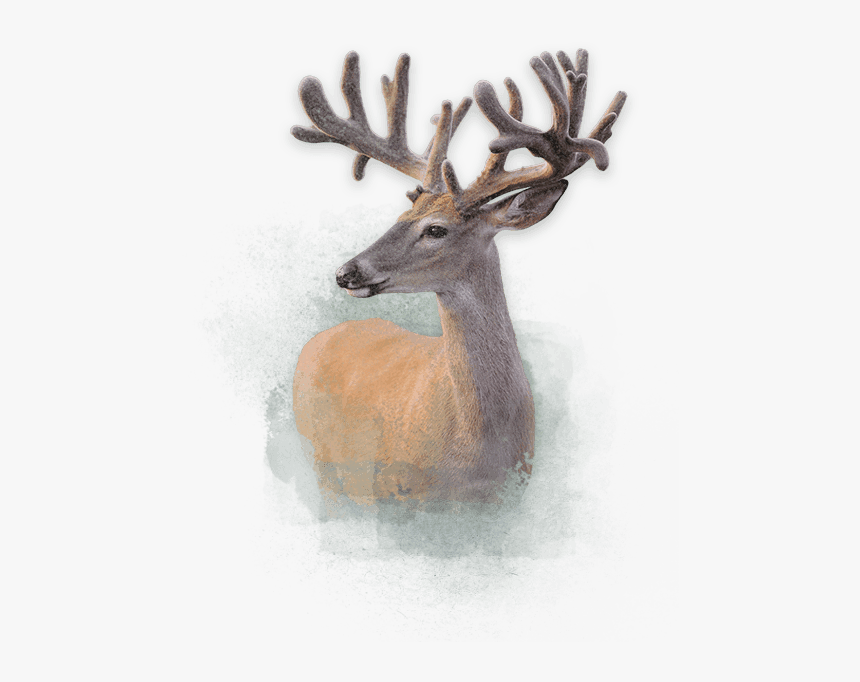 Deer - Antler, HD Png Download, Free Download