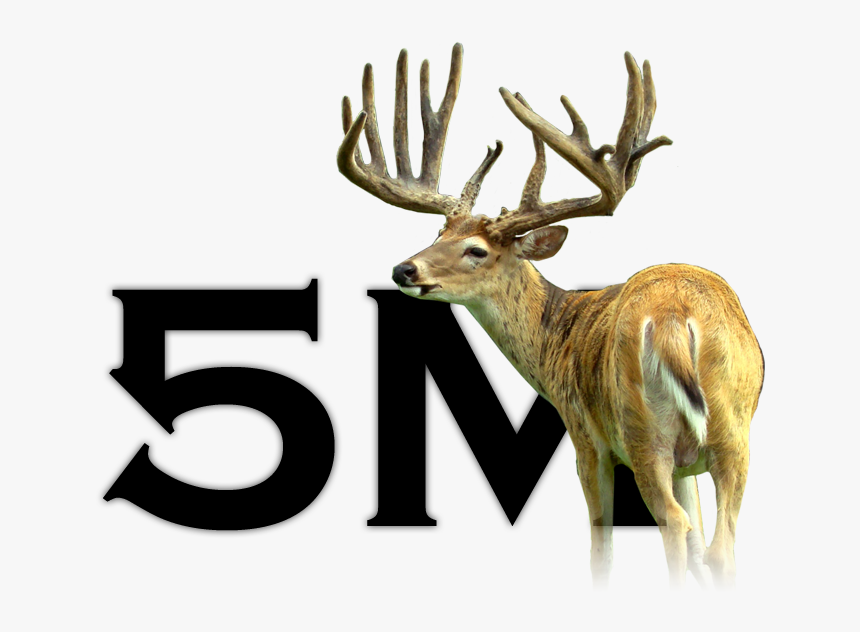 5m Deer For Sale3 - Elk, HD Png Download, Free Download