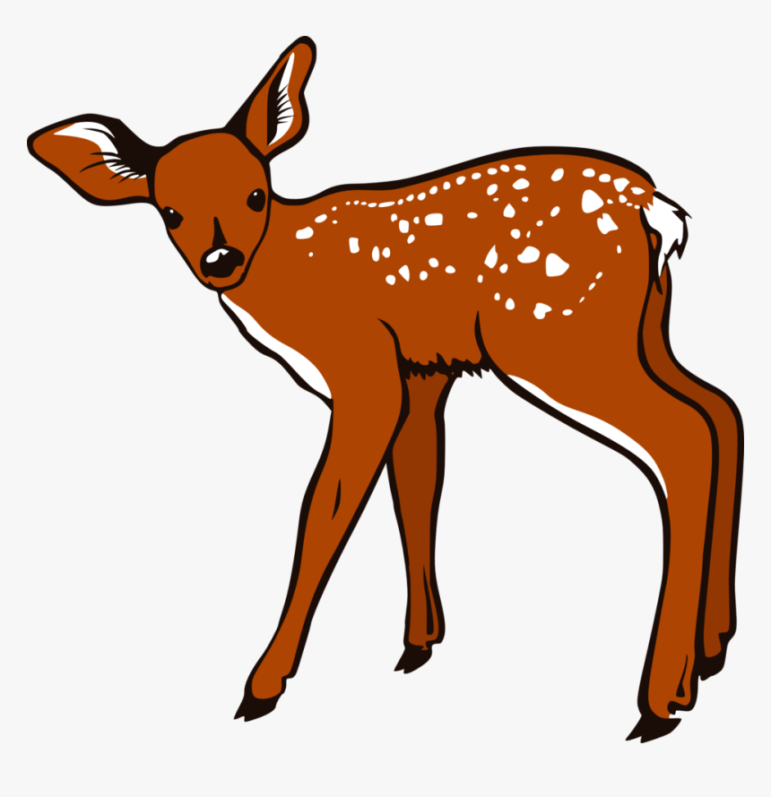 White Tailed Deer Clipart Transparent Background, HD Png Download, Free Download