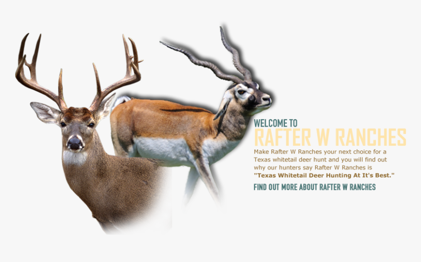 Big Whitetail Deer, HD Png Download, Free Download