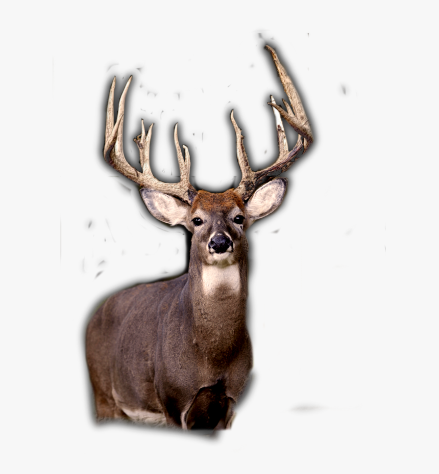 Elk, HD Png Download, Free Download