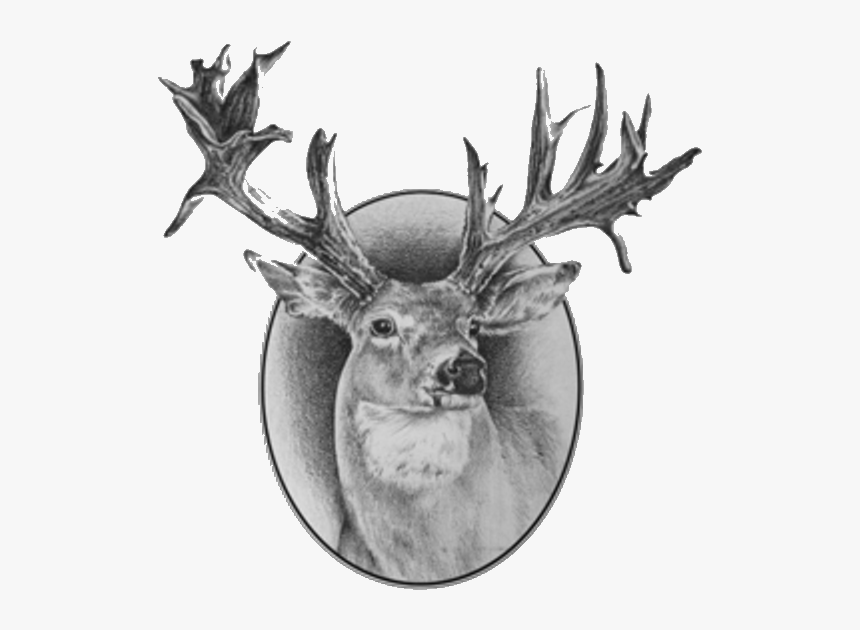 Deer - Antler, HD Png Download, Free Download