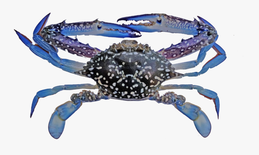 Transparent Crab - Blue Swimming Crab Indonesia, HD Png Download, Free Download