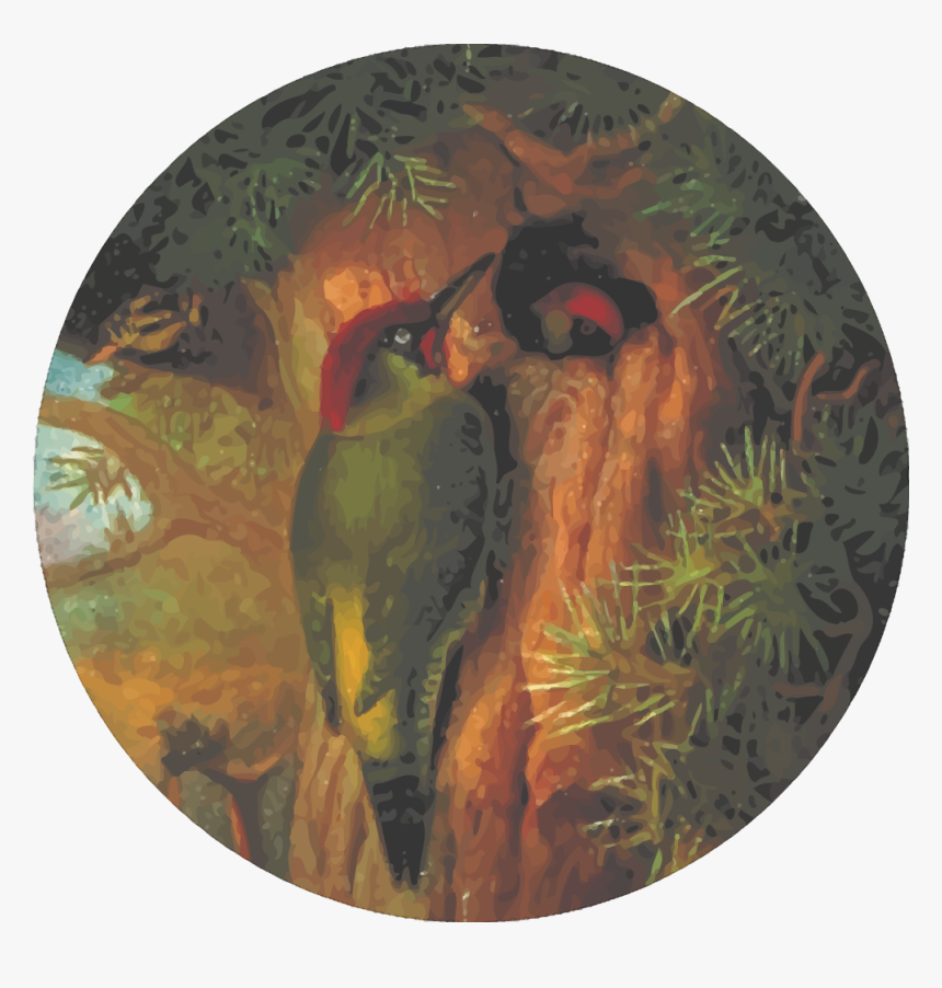 Fauna,beak,woodpecker - Woodpecker, HD Png Download, Free Download