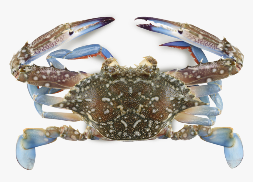 Crabs, HD Png Download, Free Download