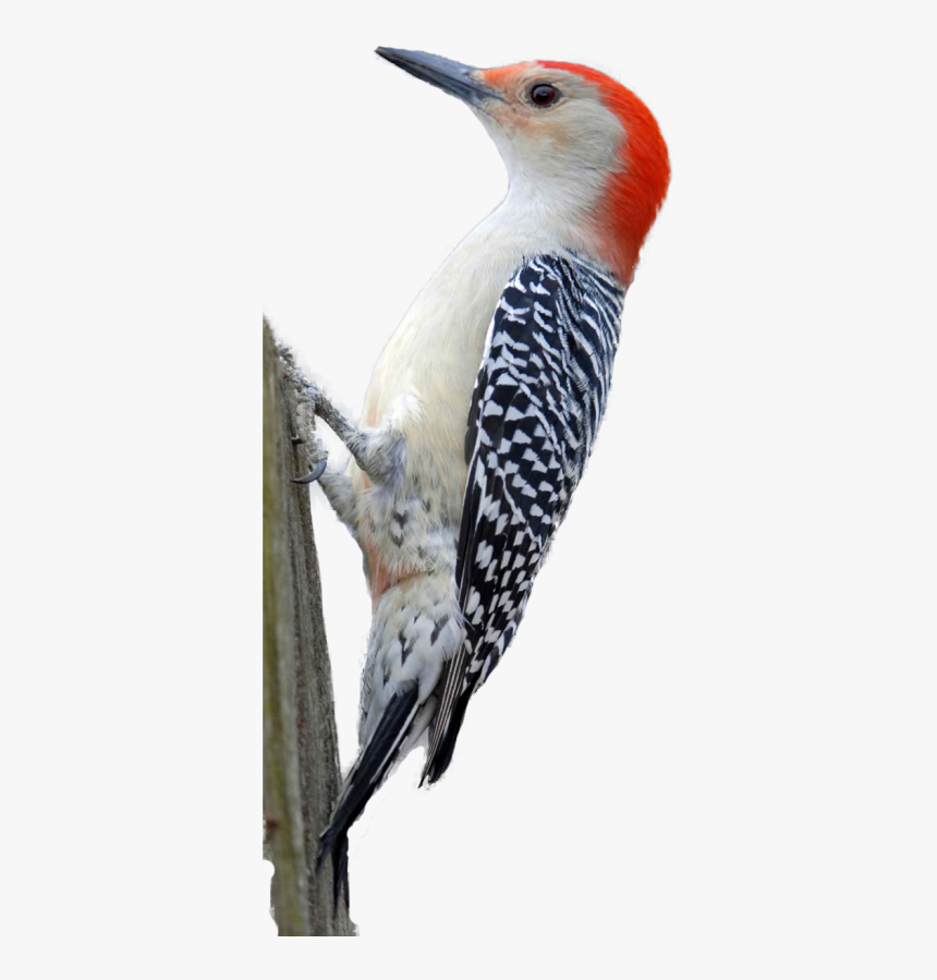 Woodpecker Png Hd - Woodpecker Transparent Background, Png Download, Free Download