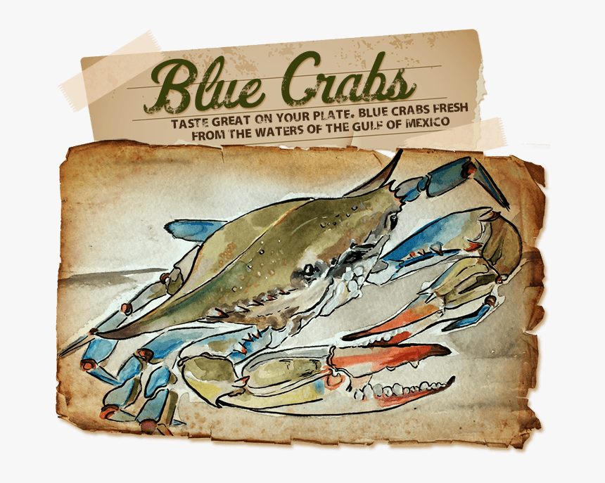 Clip Art Blue Crab Pictures - Blue Claw Crab Signs, HD Png Download, Free Download