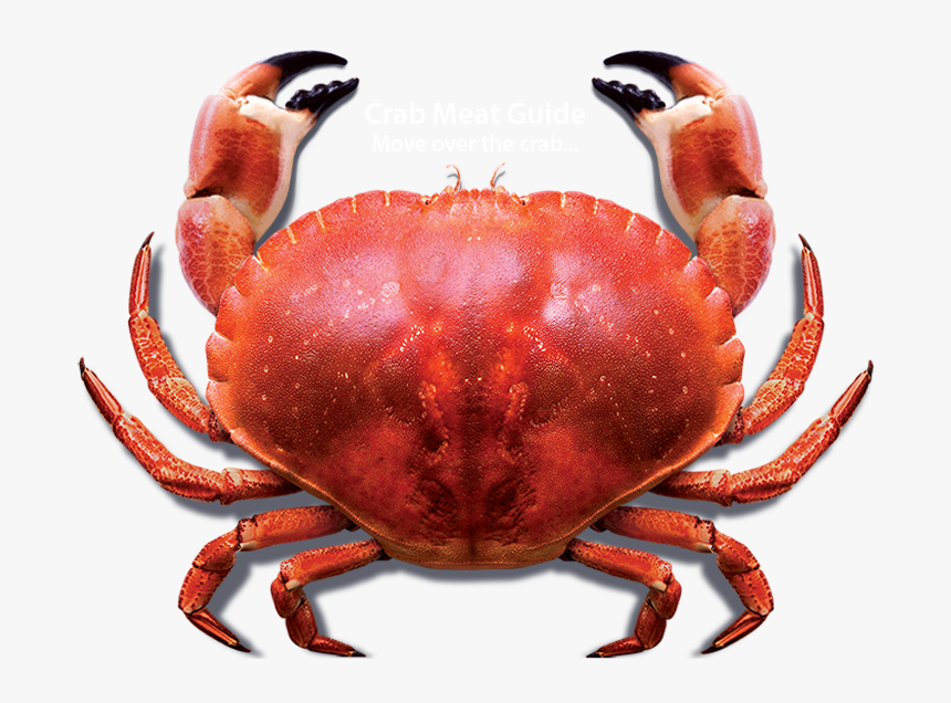 Crab Cooked Png, Transparent Png, Free Download