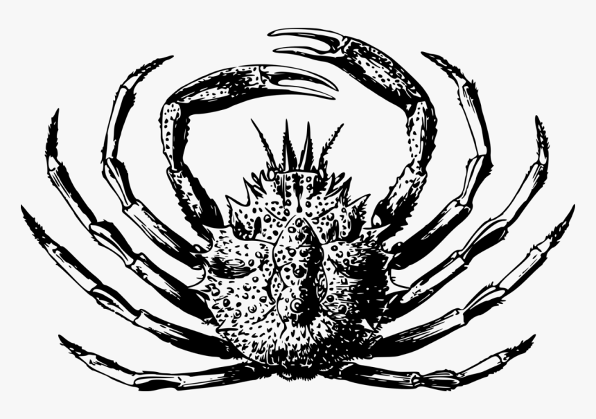Transparent Blue Crab Png - Artropode Crab, Png Download, Free Download