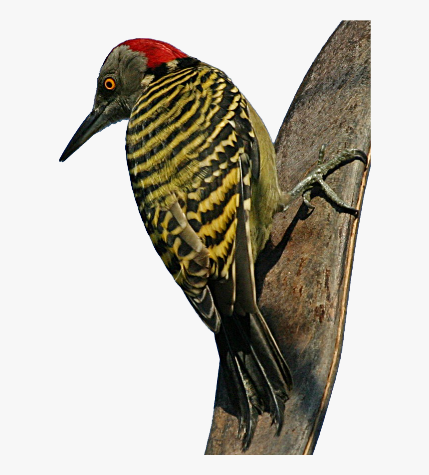 Hispaniolan Woodpecker - Woodpecker Meaning In Urdu, HD Png Download, Free Download