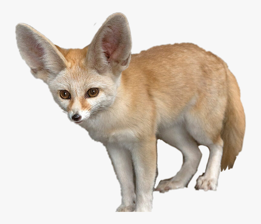 #fennecfox #fennec #animals #fox - Fennec Fox Transparent Background, HD Png Download, Free Download