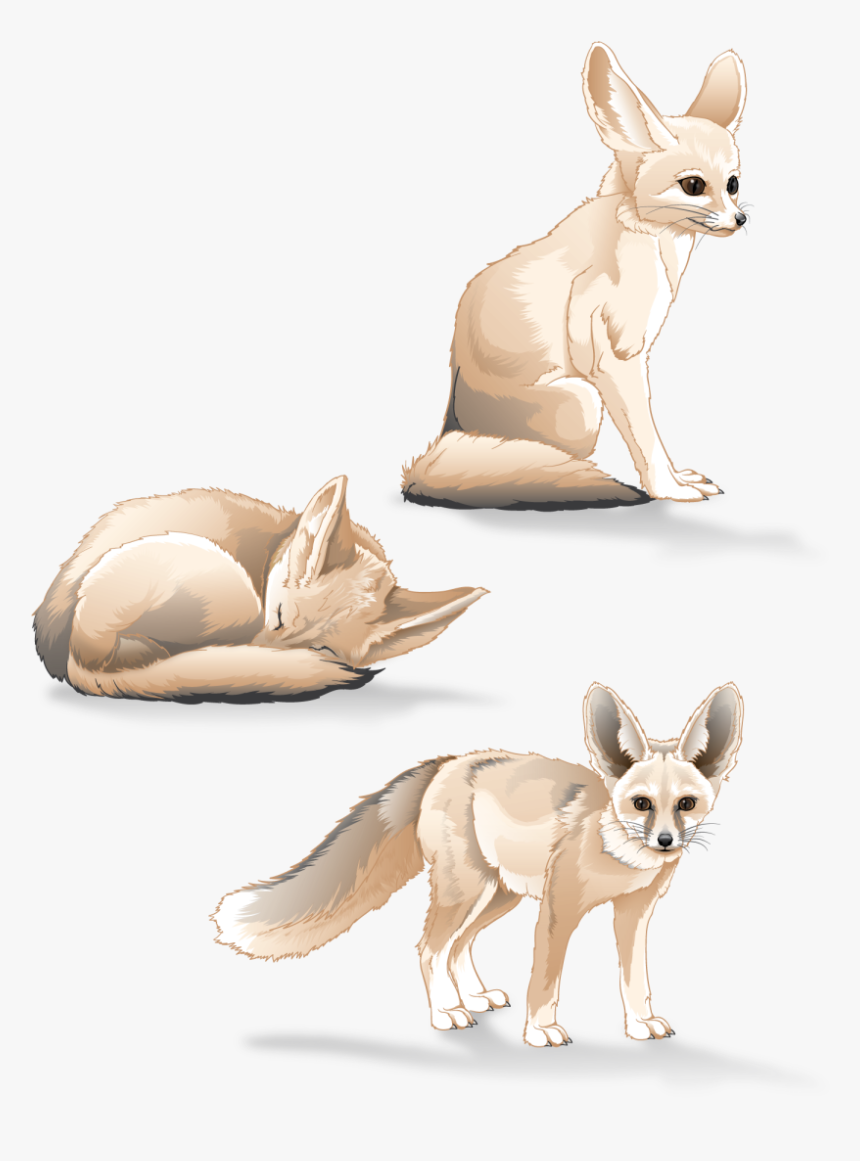 Fennec Fox Study - Fennec Fox, HD Png Download, Free Download