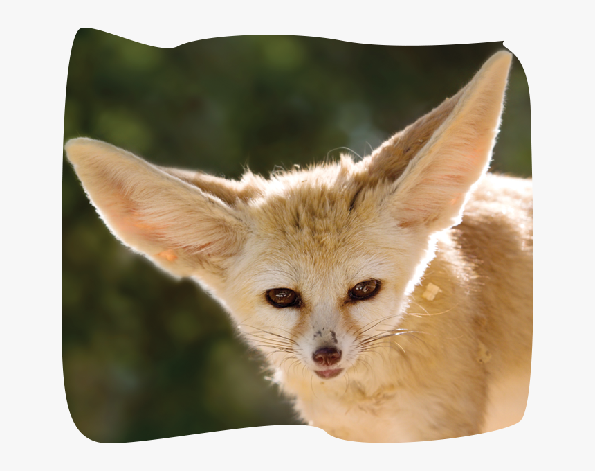 Transparent Fennec Fox Png - Fennec Fox Moving, Png Download, Free Download