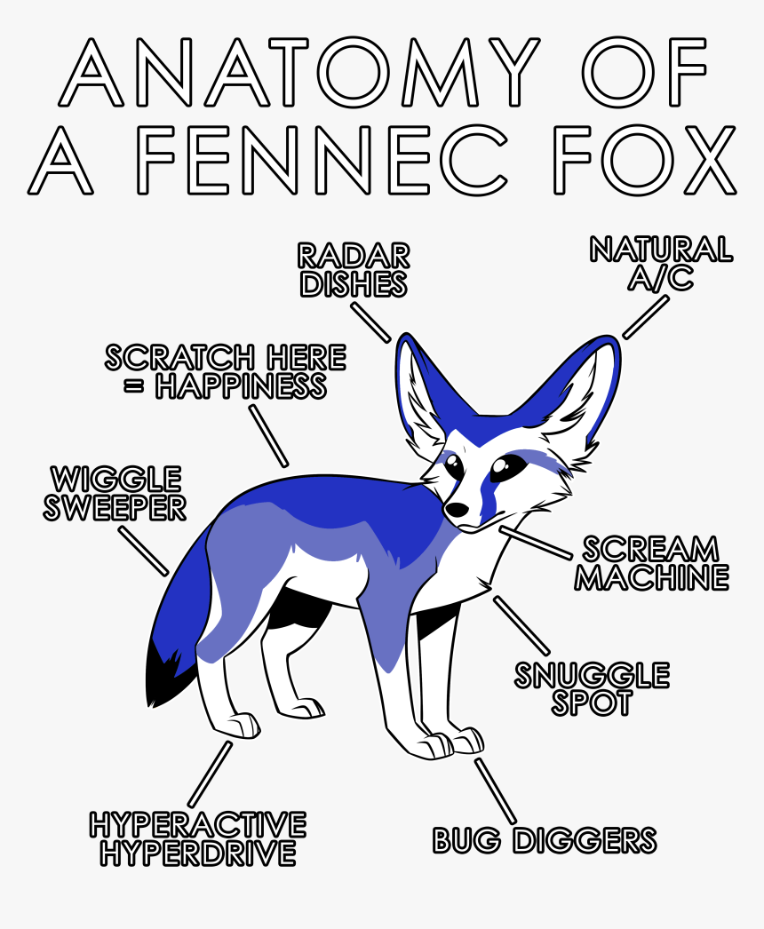 Anatomy Of A Fennec Fox, HD Png Download, Free Download