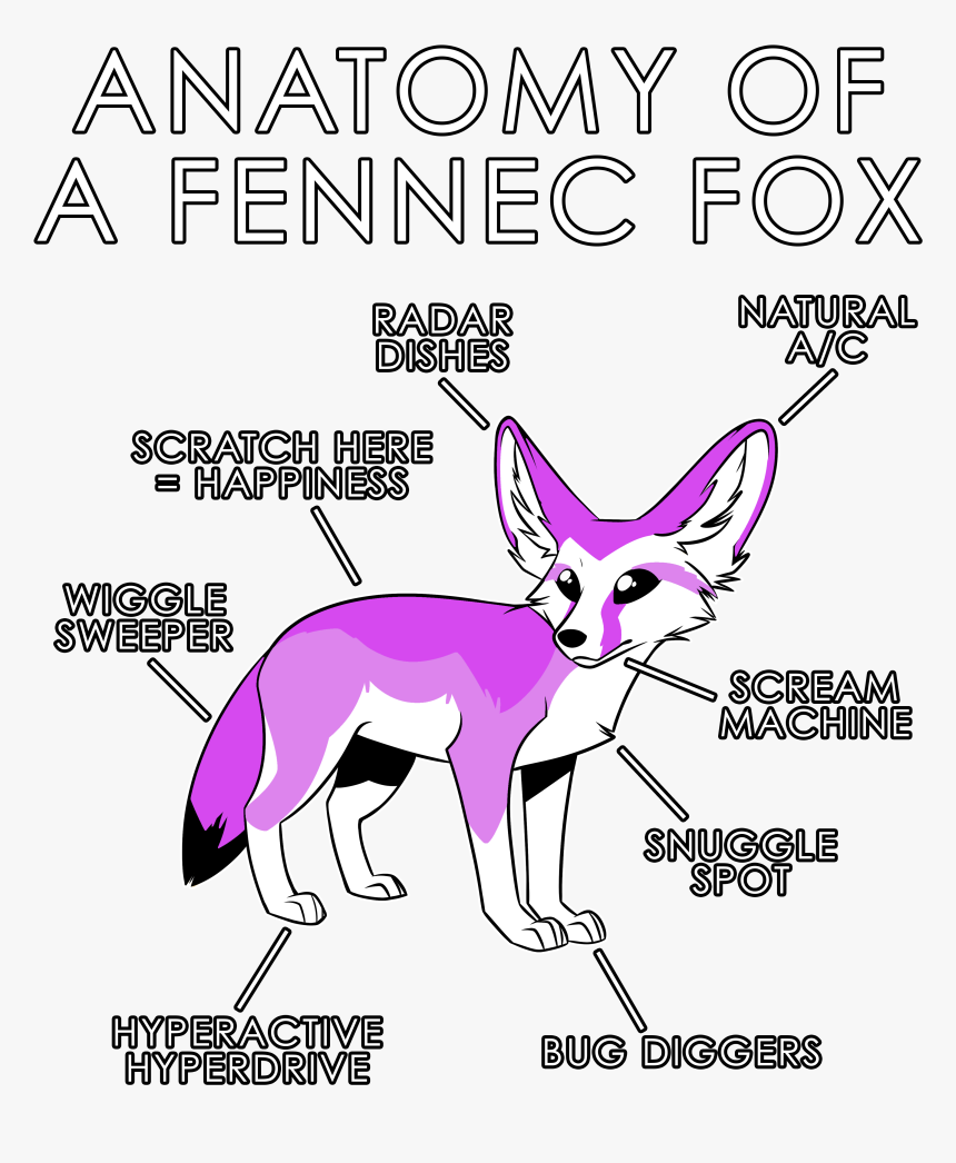 Anatomy Of A Fennec Fox, HD Png Download, Free Download