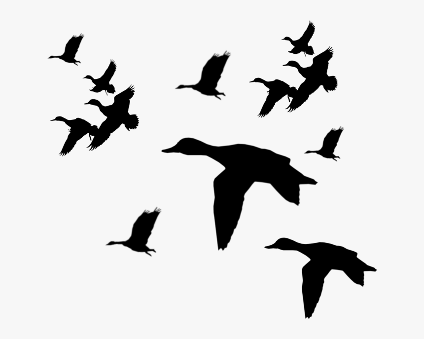 Duck Flying Silhouette - Flying Ducks Silhouette Png, Transparent Png, Free Download