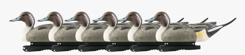 73050 Pintaildrakepack Group - Mallard, HD Png Download, Free Download