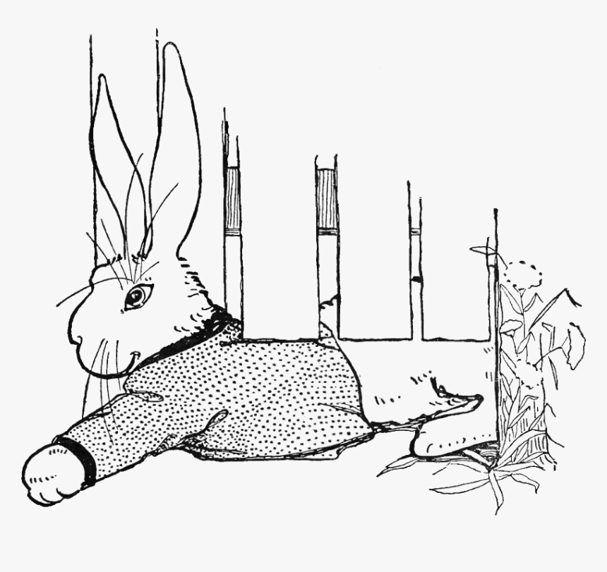 Peter Rabbit Albert 19 - Beatrix Potter, HD Png Download, Free Download