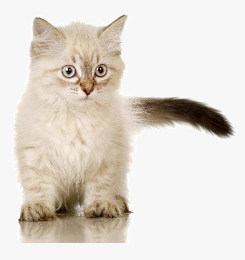 Birman Himalayan Cat Burmese Cat Ragdoll British Shorthair, HD Png Download, Free Download