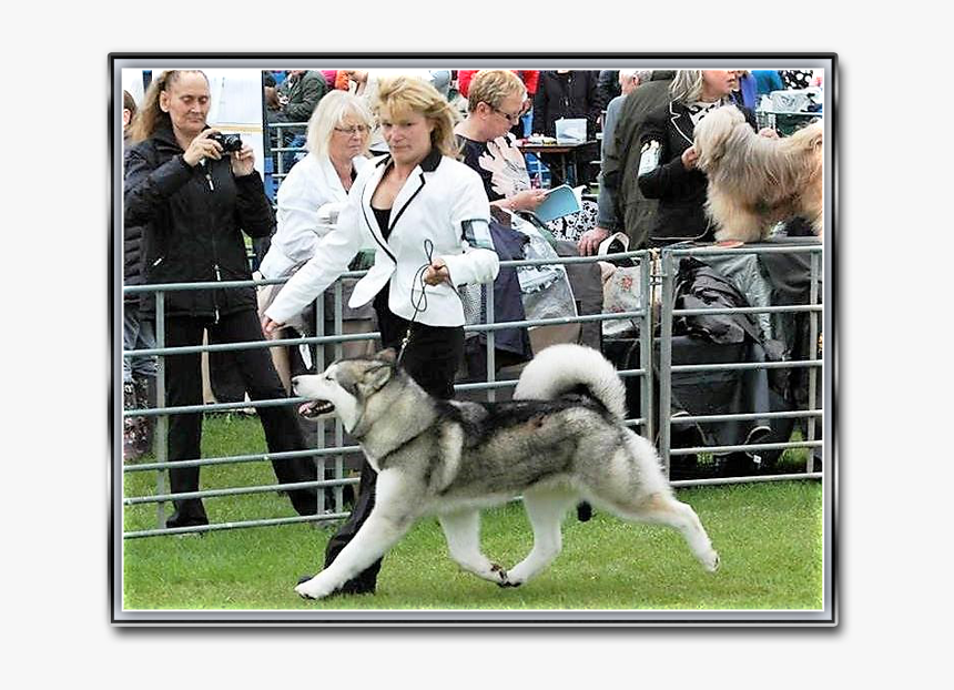 Norwegian Elkhound, HD Png Download, Free Download