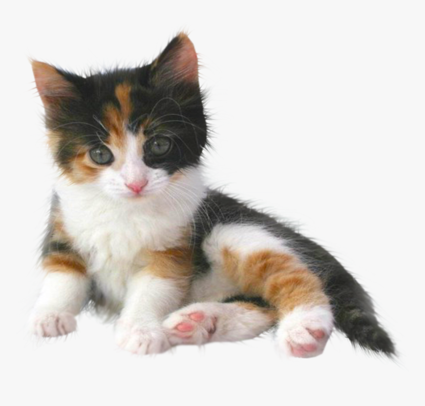 Cute Kitten Transparent Png , Png Download - Kitten Transparent, Png Download, Free Download