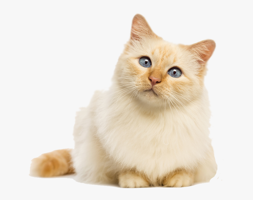 Cute Cat No Background, HD Png Download, Free Download