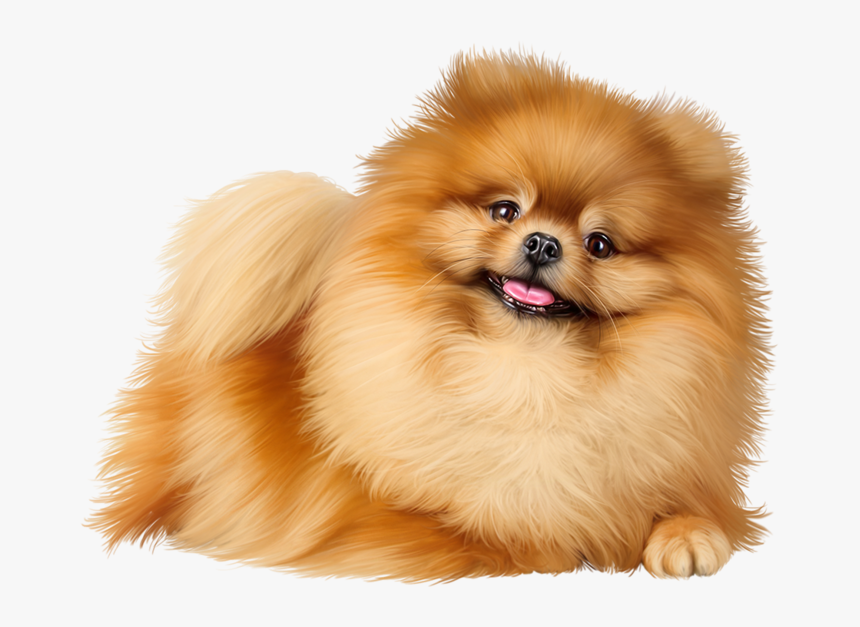 Pomeranian Png Page - Pomeranian It Chapter 2, Transparent Png, Free Download