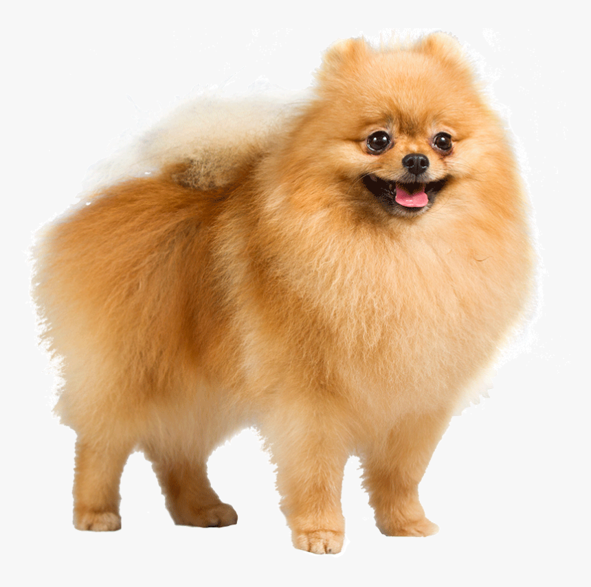 Pomeranian Transparent, HD Png Download, Free Download