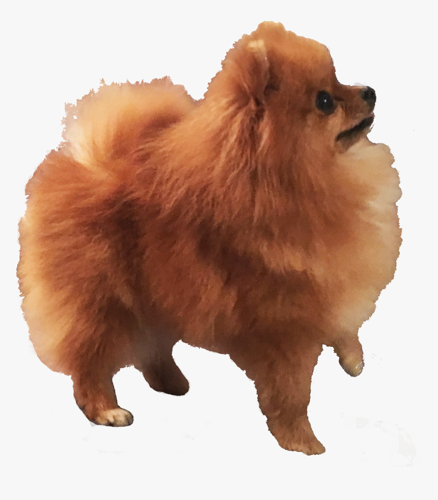 Females - Pomeranian - Pomeranian, HD Png Download, Free Download