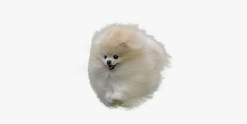 White Pomeranian No Background, HD Png Download, Free Download